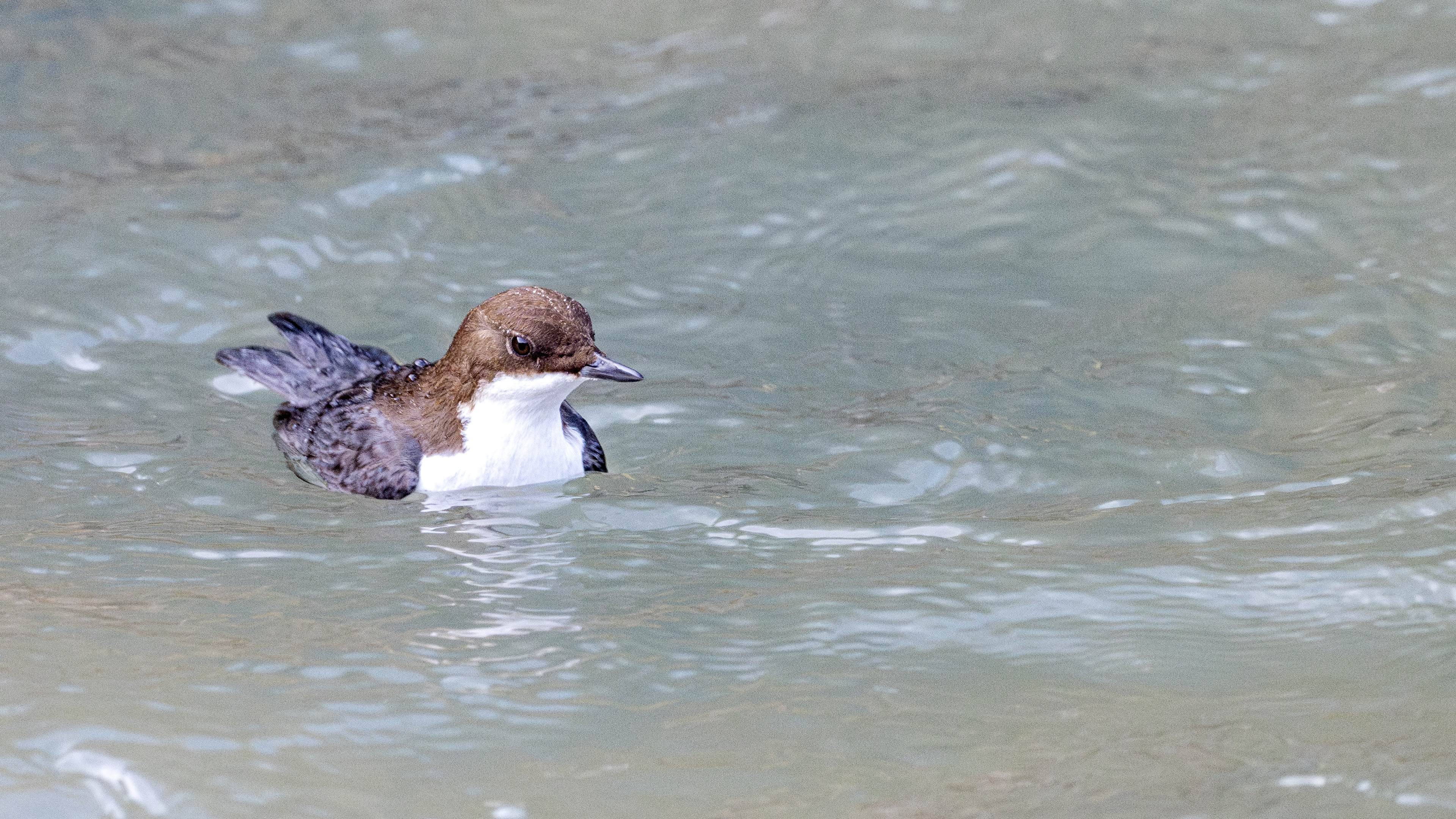 White-throated Dipper